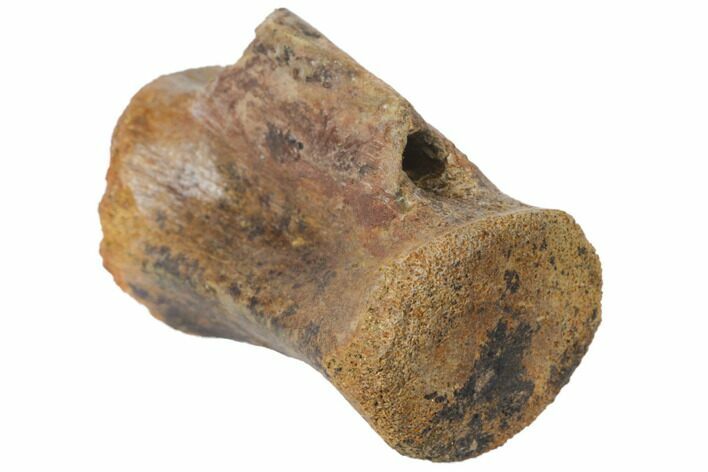 Theropod Dinosaur Caudal (Tail) Vertebra - South Dakota #133352